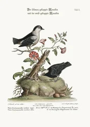 Den svarthuvade manakinen och den vithuvade manakinen, 1749-73